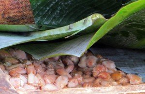 Fermentación del cacao en Mindo