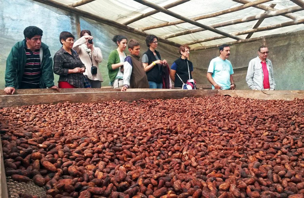 Séchage du cacao à Mindo