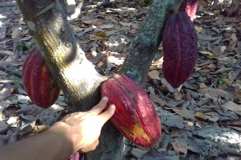 Plantación de cacao en Guayaquil