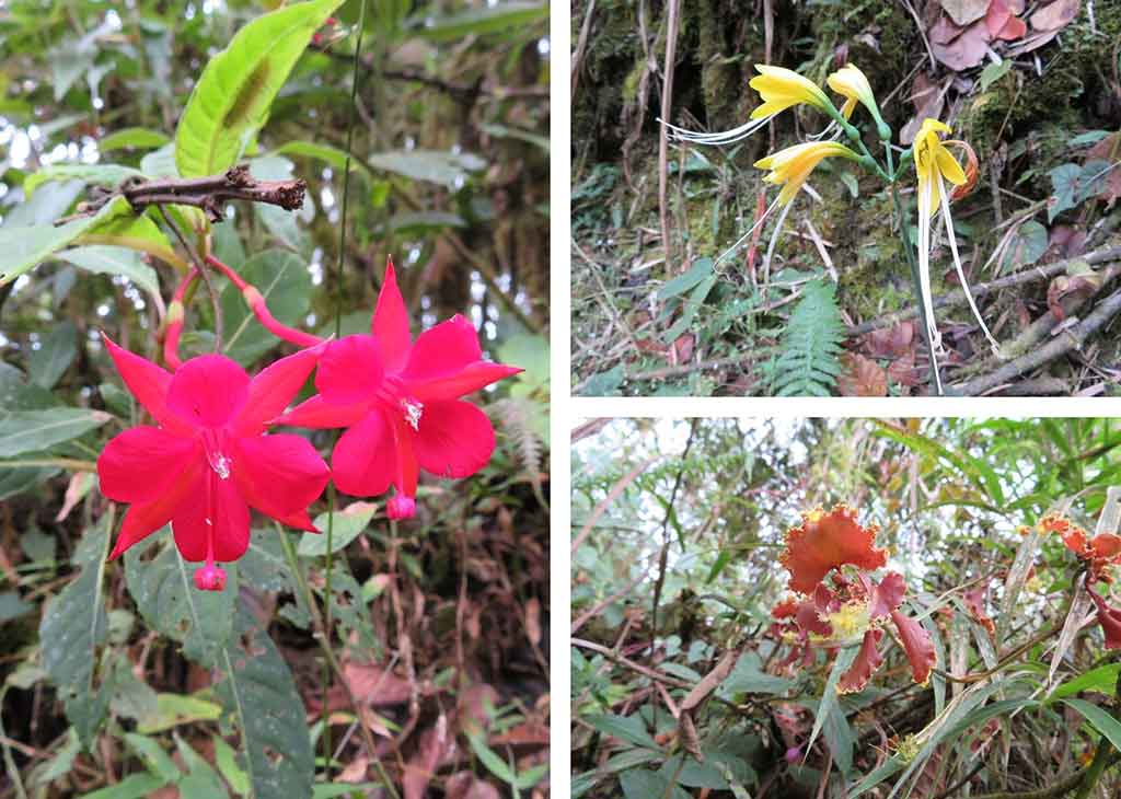 Orquideas y flores bosque nublado | Living Ecuador Travel
